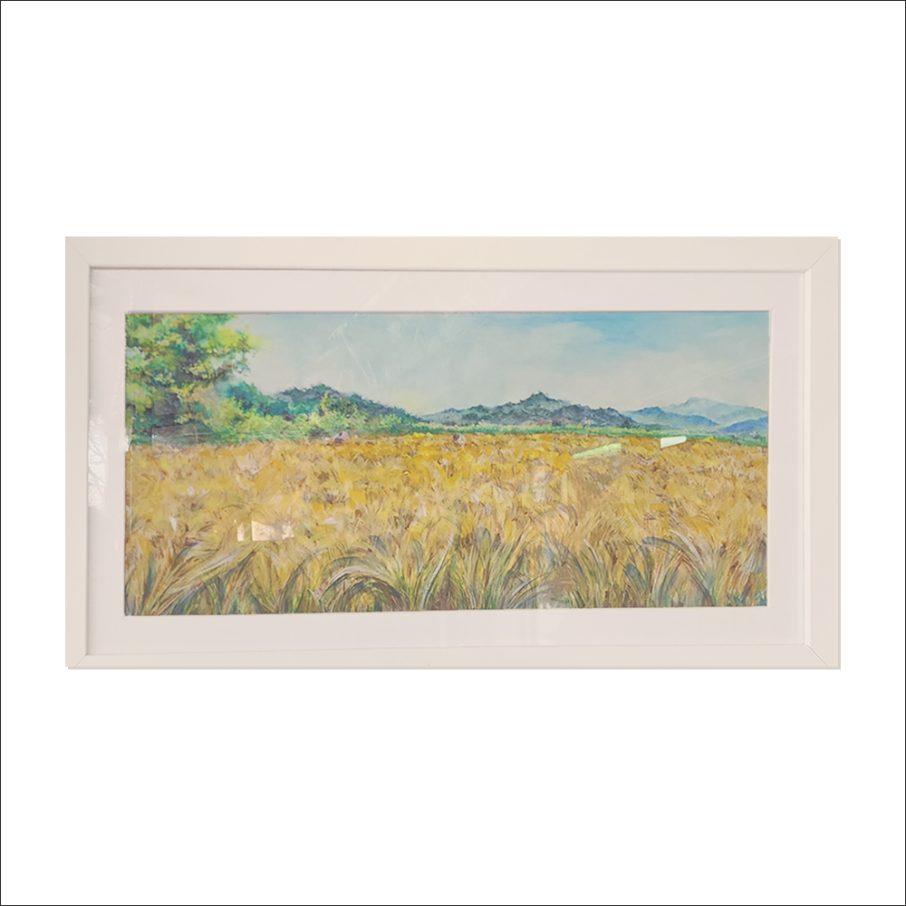 추수 벌판이 열린 DMZ 보리밭