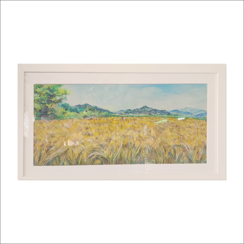 추수 벌판이 열린 DMZ 보리밭